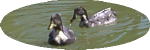DuckPondConsultingLogo